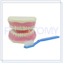 PNT-0520 modelo de enseñanza médica del entrenamiento de los dientes